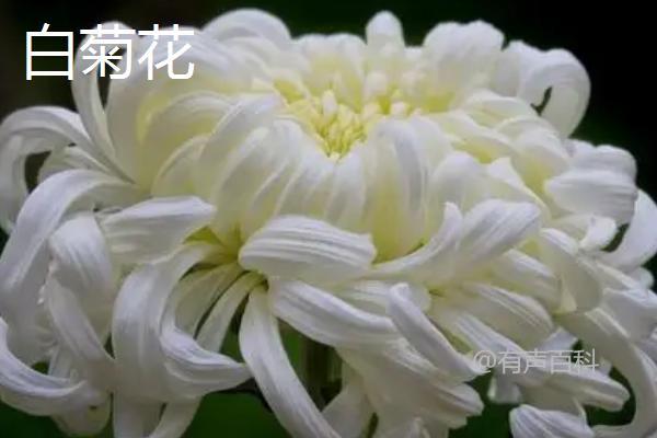 白菊花与黄菊花的区别：颜色和来源介绍