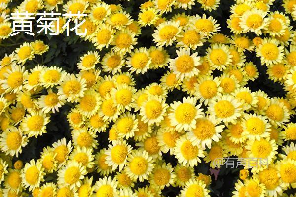 白菊花与黄菊花的区别：颜色和来源介绍