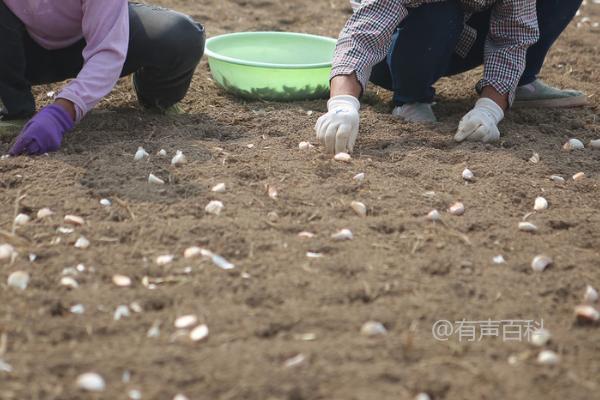 蒜黄的最佳种植时间，初春、初夏、初秋均可种植