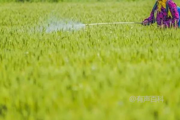 冬季农作物抗寒功能增强的磷酸二氢钾使用方法