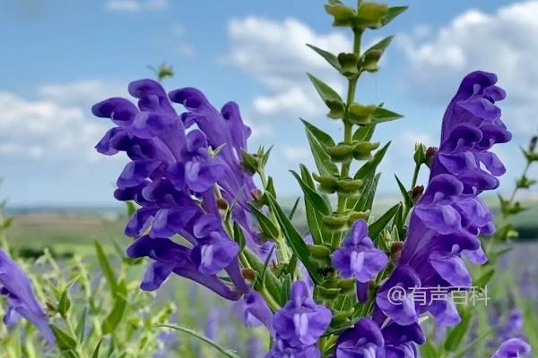 黄芩种植收益分析及种植技术与注意事项