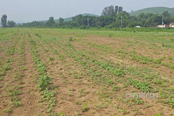 黄芩种植收益分析及种植技术与注意事项