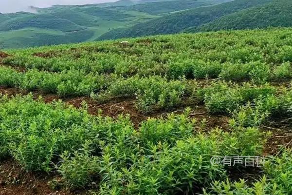 黄芩种植收益分析及种植技术与注意事项