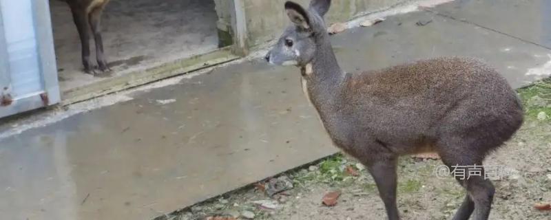 人工饲养麝的方法和步骤