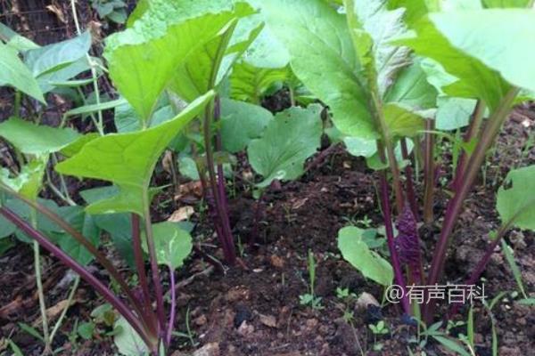 红菜苔种植时间和方法，如何合理施肥浇水促进生长