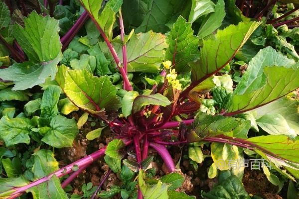 红菜苔种植时间和方法，如何合理施肥浇水促进生长