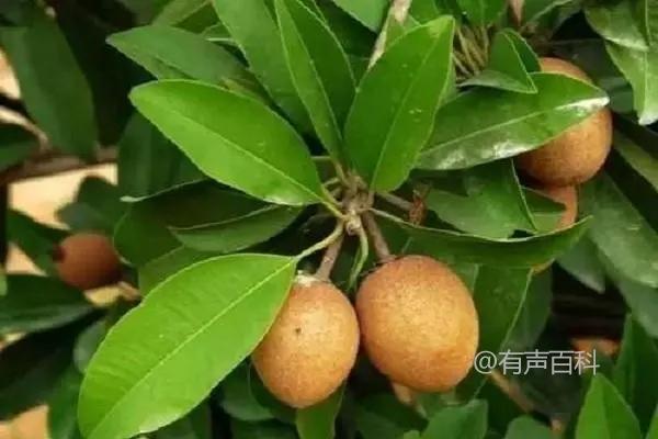 人心果栽培技巧大揭秘，全面解析人心果种植方法