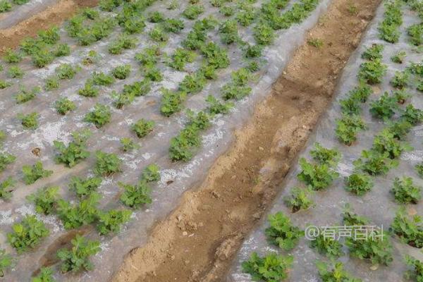 地膜春花生备播注意事项及种植密度调控