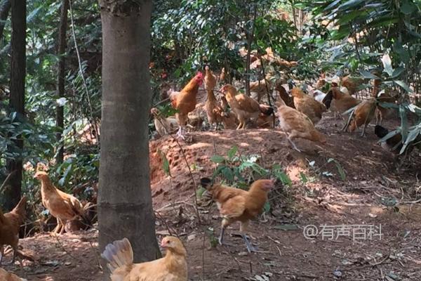 林地养鸡技术，选择本地鸡种效果更佳