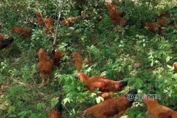 林地养鸡技术，选择本地鸡种效果更佳