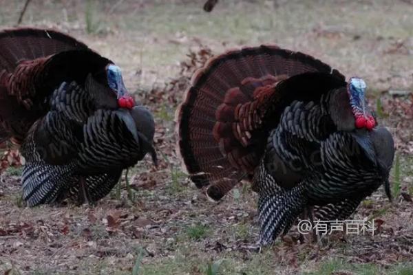 你是想了解最大鸡品种的标准体重、体型，还是更关注于养殖方面的信息？