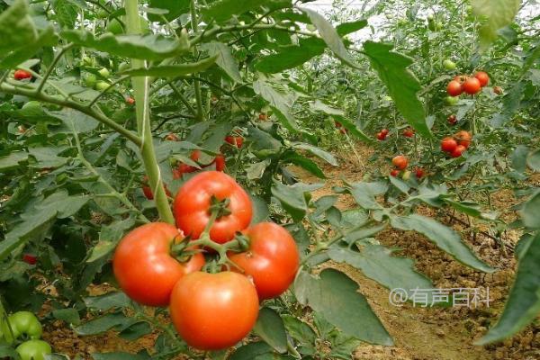 番茄大棚栽培技术，最佳定植时间在2月下旬至3月中旬