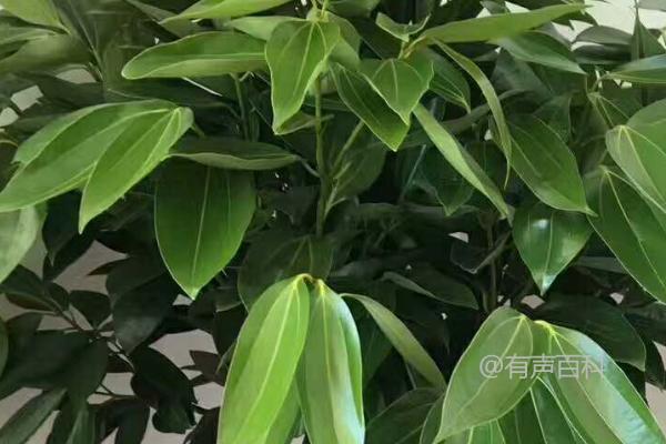 平安树有毒吗？平安树不仅无毒，还有净化空气的功能