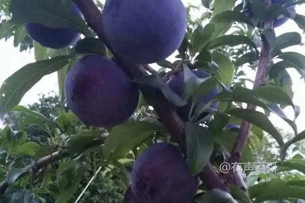 李子是一种属于蔷薇科的植物，也被称为李属植物。它们是果实可食用的落叶乔木或灌木，常见于温带和亚热带地区。李子果实通常呈圆形或椭圆形，皮薄而光滑，颜色可以是红色、黄色或紫色。它们具有丰富的营养价值，含有维生素C、维生素A、纤维素和抗氧化物质等。李子在许多文化中被用于烹饪、制作果酱、蜜饯和饮料等。