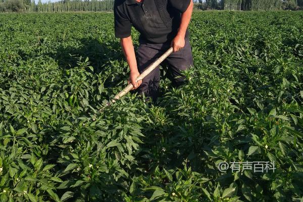 台风后蔬菜田间管理技巧，及时修复棚膜破损