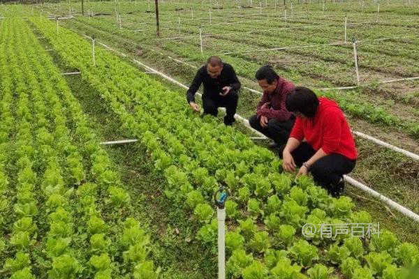 台风后蔬菜田间管理技巧，及时修复棚膜破损