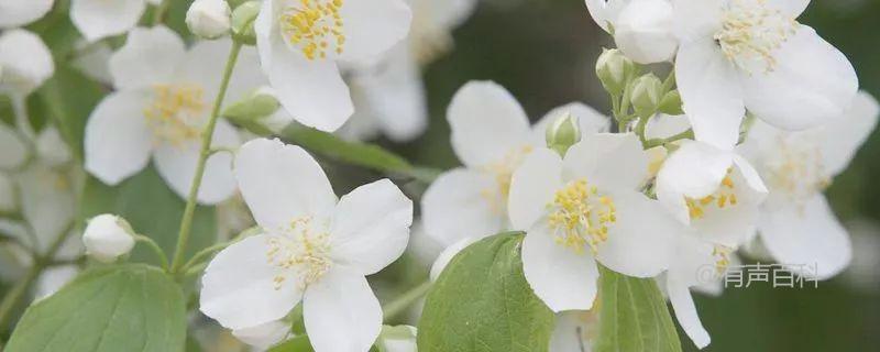 # 如何正确照顾茉莉花：茉莉花的养护方法和管