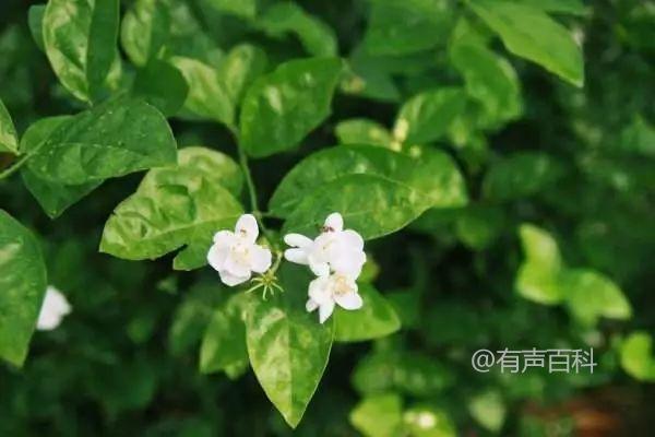 # 如何正确照顾茉莉花：茉莉花的养护方法和管理技巧