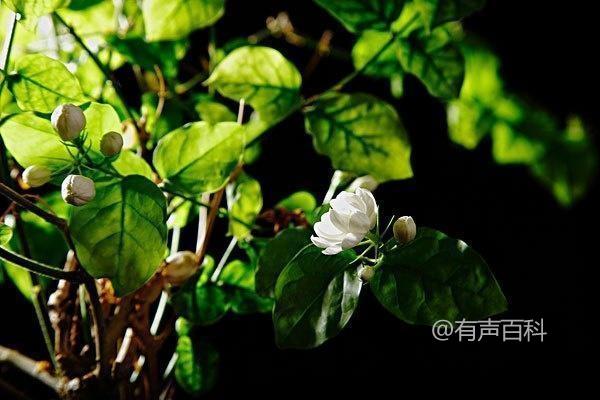 # 如何正确照顾茉莉花：茉莉花的养护方法和管理技巧