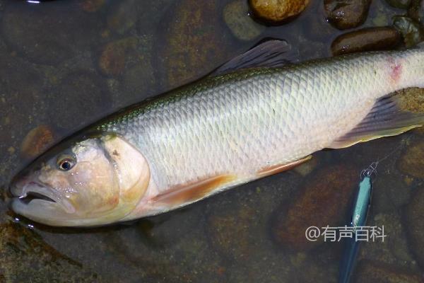 青鱼的价格因地区和季节而异，一般来说，青鱼的价格在每斤10到30元之间。选购青鱼时，可以注意以下几点：

1. 外观：选择外观鳞片完整、光泽度好的青鱼，避免选择有伤痕或褪色的鱼。

2. 气味：新鲜的青鱼应该没有异味，闻起来应该清香而不腥臭。

3. 眼睛：青鱼的眼睛应该明亮透明，没有浑浊或凹陷的迹象。

4. 肉质：青鱼的肉应该有弹性，不松软或发黏。

此外，购买青鱼时最好选择正规的渔贩或超市，确保鱼的新鲜度和质量。希望这些信息对你有帮助！