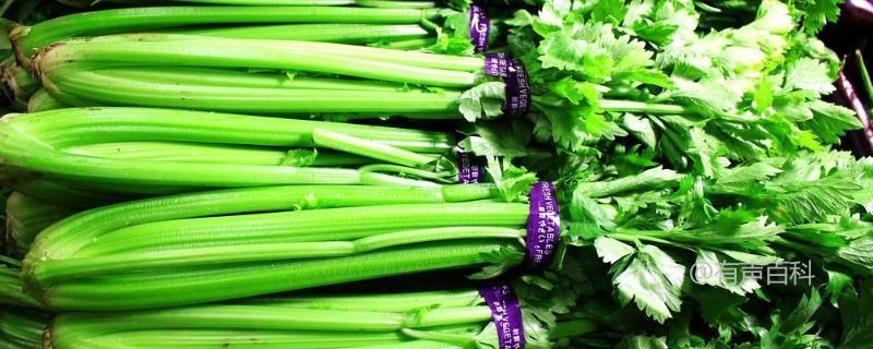 西芹是一种蔬菜，也被称为芹菜。西芹和芹菜是