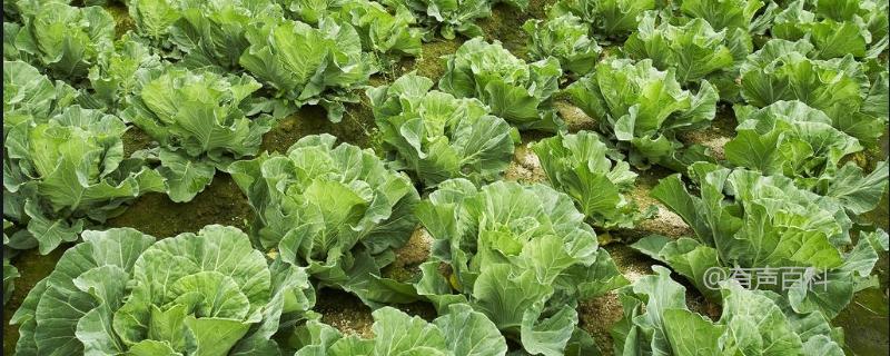 有机蔬菜施肥注意事项：营养平衡、养分归还与