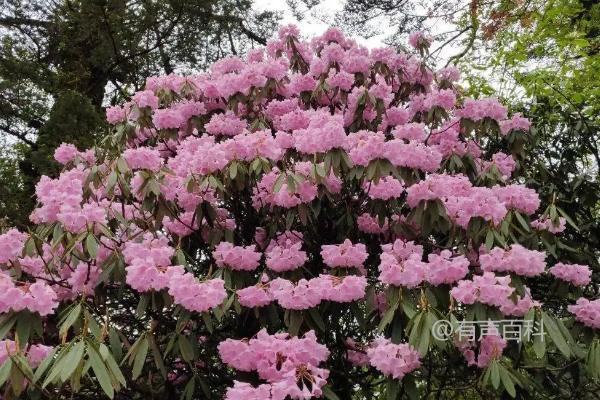 杜鹃花品种-了解各种杜鹃花的特点和种植技巧