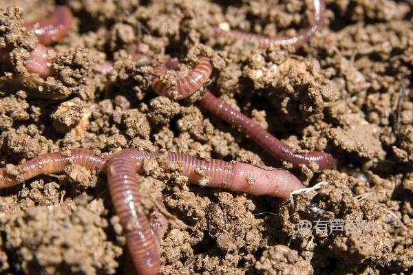 钓海鲈鱼的最佳饵料选择以及常用的活饵包括蚯蚓和鱼虾