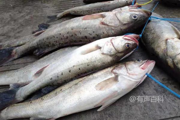 钓海鲈鱼的最佳饵料选择以及常用的活饵包括蚯蚓和鱼虾