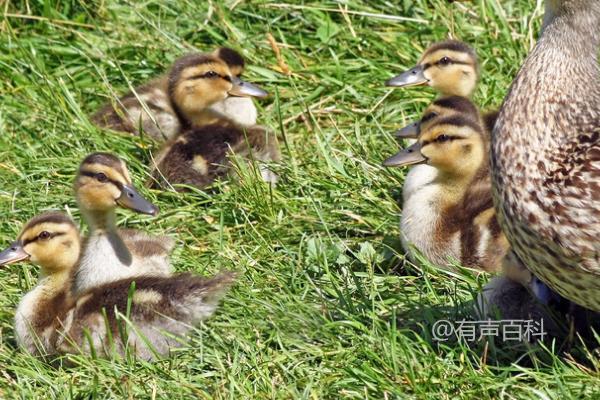 **如何检查幼鸭身上是否有寄生虫，了解绦虫、吸虫和球虫这些常见寄生虫**