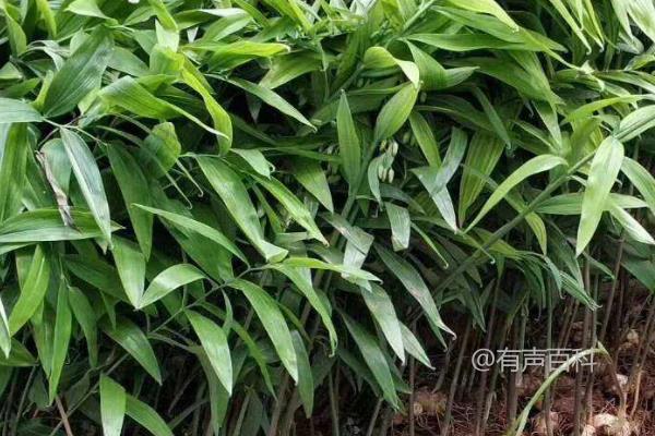 种植黄精需要多少成本？种植前景如何？