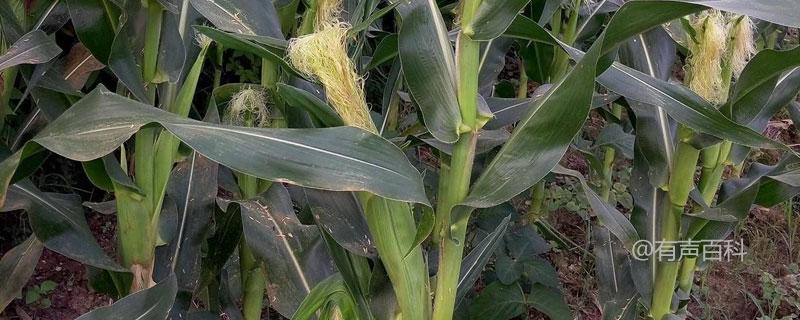 鑫荣F188玉米种子简介：生长周期为127天，从出苗