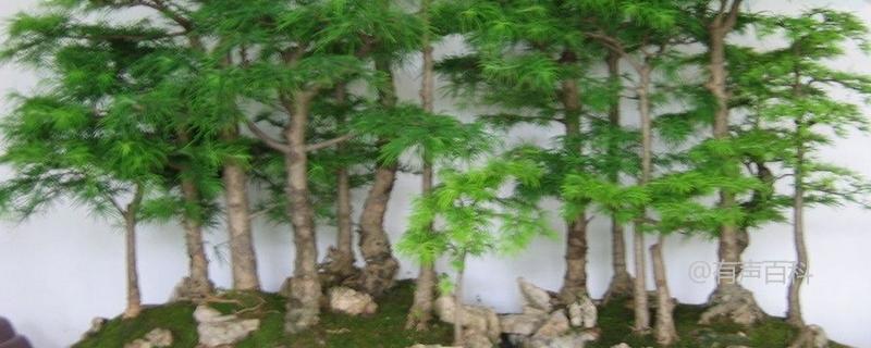 柘木树是一种常见的落叶乔木，也被称为拓木树