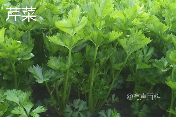 广东6月适宜种植哪些蔬菜