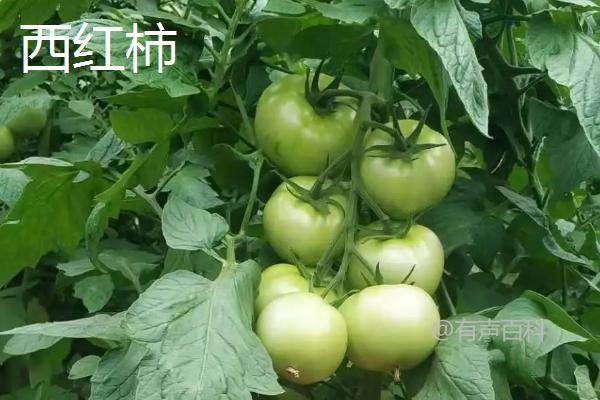 广东6月适宜种植哪些蔬菜