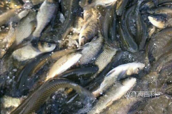 草鱼和虾混养的好处：草鱼吃掉濒死虾类、降低疾病传播风险