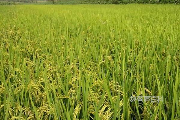 忠香优雅禾水稻品种的特性及基部叶叶鞘绿色