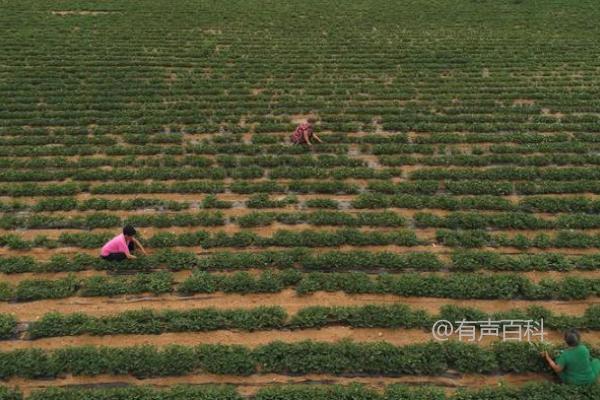 花生松土的最佳时间