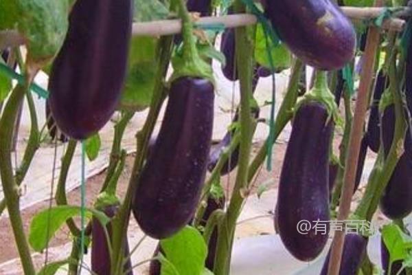 茄子高产种植管理及病虫害防治技巧