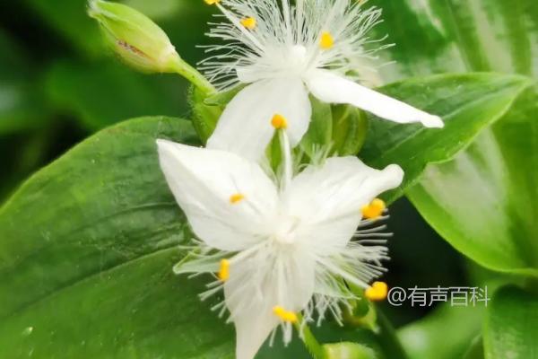 白花紫露草养护指南：夏季需避光晒