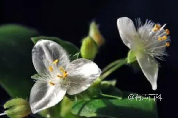 白花紫露草养护指南：夏季需避光晒