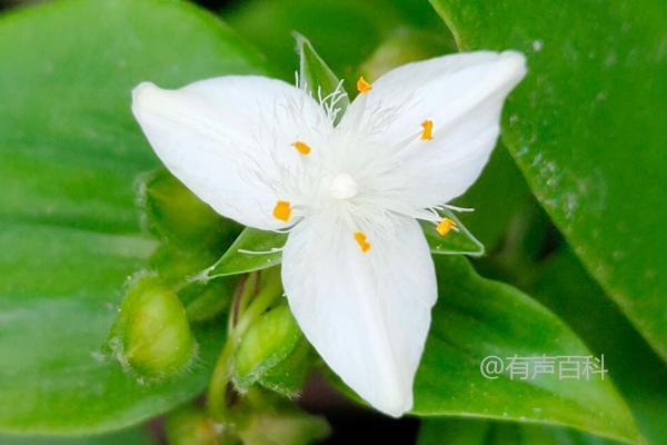 白花紫露草养护指南：夏季需避光晒