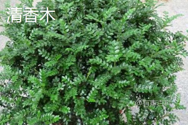 清香木的气味有毒吗？属于无毒植物，适合室内栽培