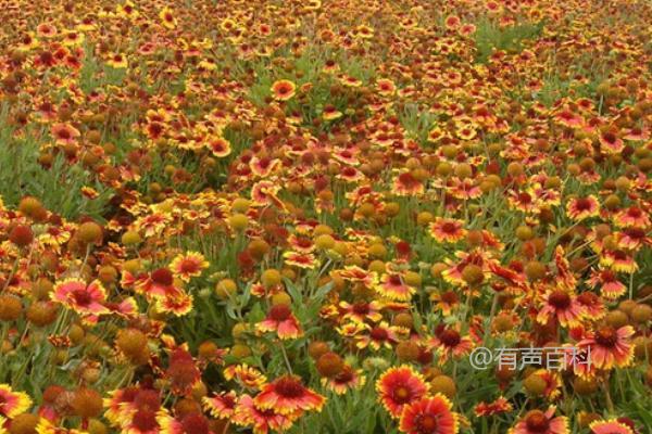 如何种植天人菊并进行顶梢扦插