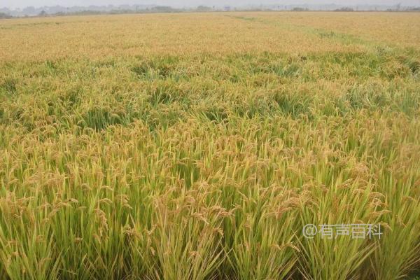 恒两优南晶香水稻品种简介，每亩插稻基本苗5万以上