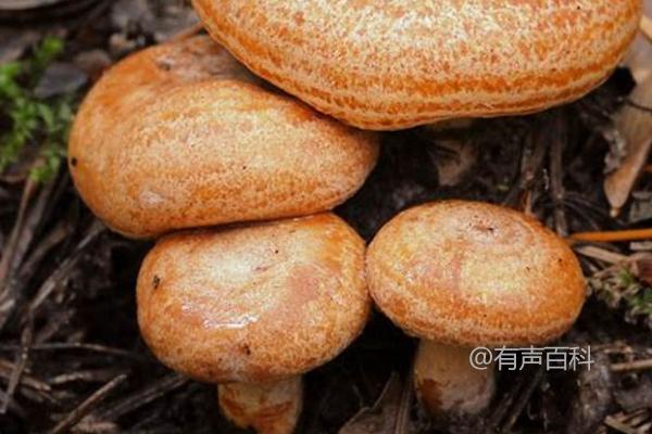 在百度SEO规范下，可以将文章标题修改为：“松乳菇亩产量一般可达1200-1500斤，种植技巧详解”