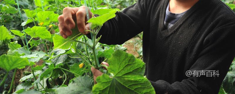 黄瓜种植技巧，这五招一定要掌握