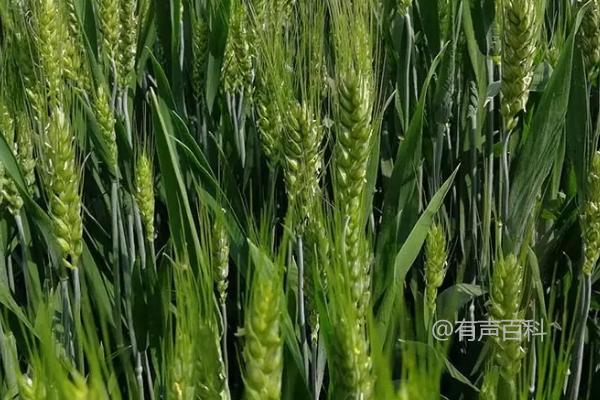 邯麦17小麦品种特性及平均生育期247天