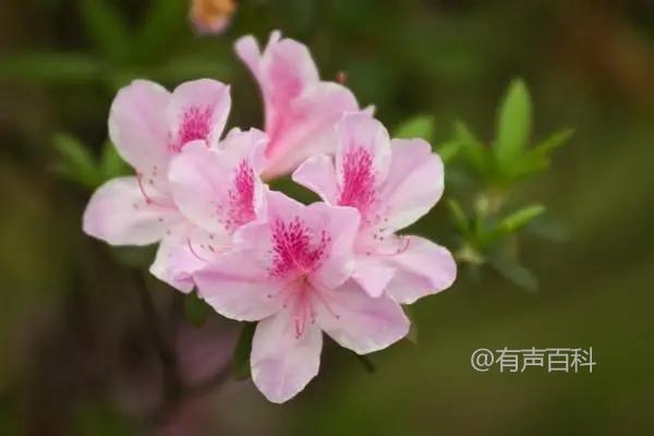 种植杜鹃花时，需要注意防治以下几种常见的病虫害：

1. 杜鹃花叶斑病：这是一种常见的病害，会导致杜鹃花叶片出现斑点、枯黄、脱落等症状。预防措施包括选择抗病品种、保持植株通风透气、避免叶片湿润、及时清除病叶等。

2. 杜鹃花蚜虫：蚜虫是杜鹃花的常见害虫之一，会吸取植株汁液，导致叶片卷曲、变形、黄化等现象。防治方法包括定期检查植株、清除虫卵和虫体、使用生物防治或合适的杀虫剂等。

3. 杜鹃花红蜘蛛：红蜘蛛是一种微小的害虫，会在杜鹃花叶片上结网并吸取叶汁，导致叶片脱水、变黄、干枯。防治措施包括保持植株湿润、增加空气湿度、使用合适的杀虫剂等。

4. 杜鹃花根腐病：这是一种常见的病害，主要由真菌引起，会导致杜鹃花根部腐烂、植株生长不良。预防方法包括选择健康的苗木、避免过度浇水、保持土壤通气性等。

以上是一些常见的杜鹃花病虫害及其防治方法，希望对您有所帮助。如果您有其他问题，请随时提问。