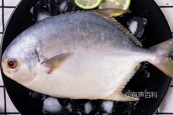 金鲳鱼有鳞片吗？鳞片相对较小不易观察